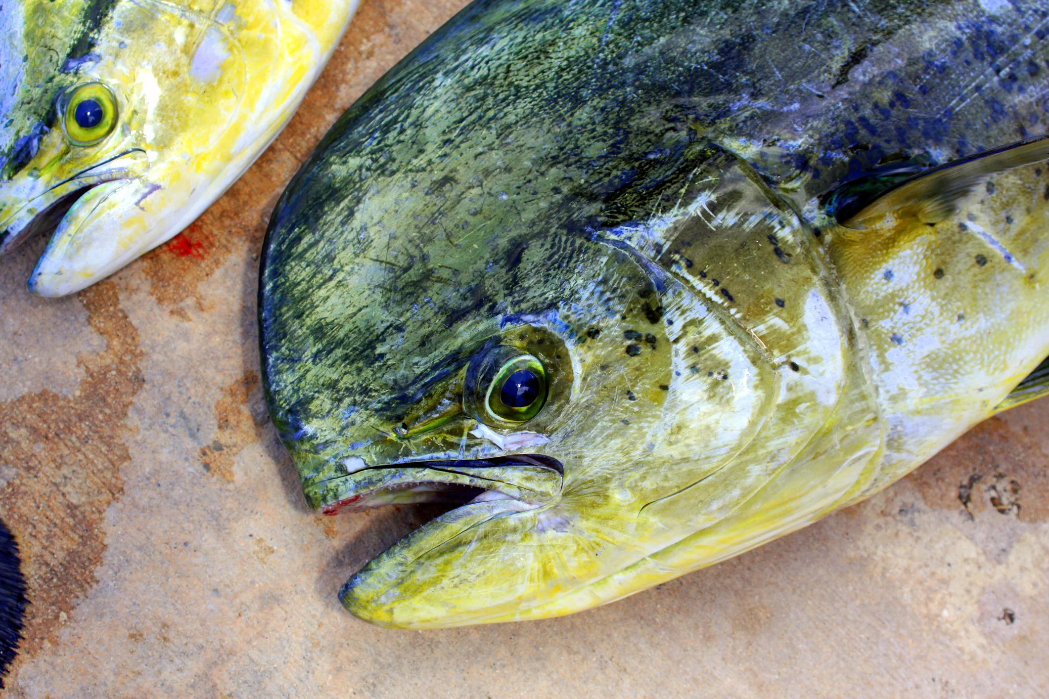 Mahi-Mahi - 200 gr - Image 2