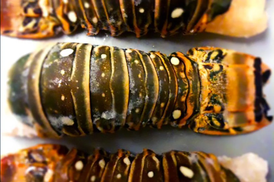 Queue de langouste 9 oz